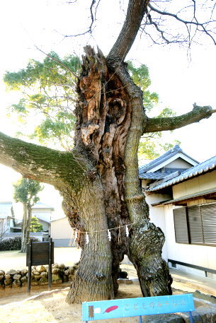 王子神社のセンダン