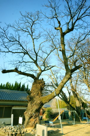 王子神社のセンダン