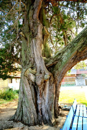 豊浜町東公民館のイブキ
