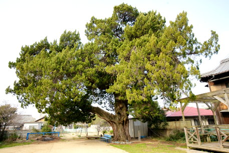 豊浜町東公民館のイブキ