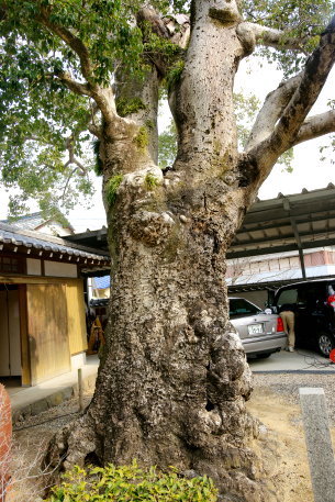 宗林寺のクロガネモチ