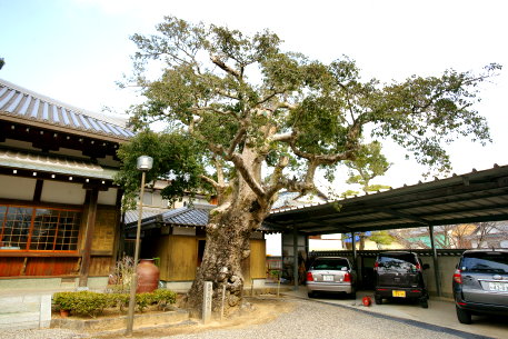 宗林寺のクロガネモチ