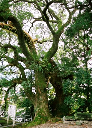 辰の宮大樟