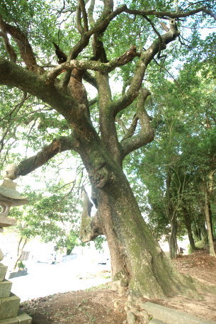 春日神社のタブノキ