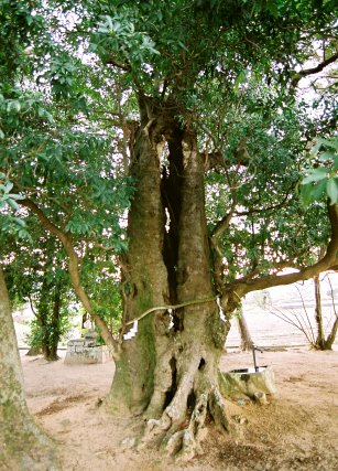 黒羽神社のホルトノキ