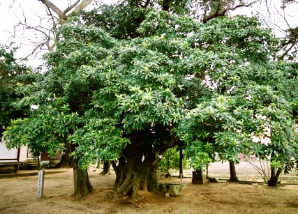 黒羽神社のホルトノキ