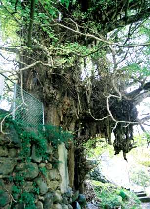 大久保の乳イチョウ