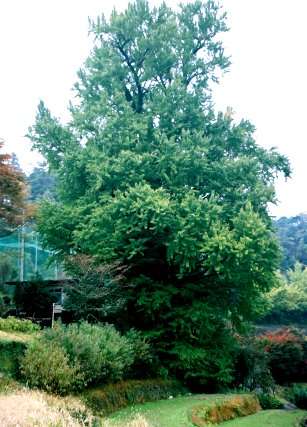 大久保の乳イチョウ