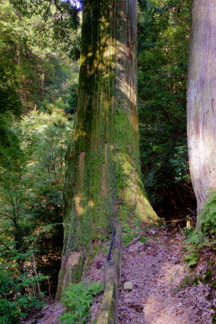 修善寺の一本杉