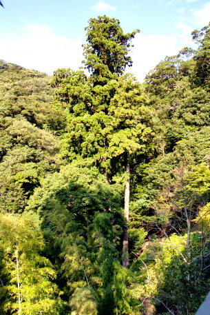 修善寺の一本杉