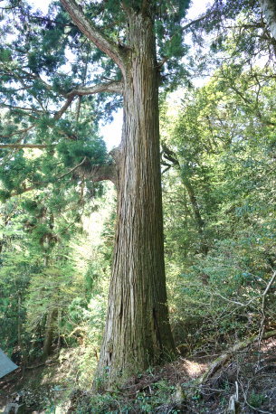 日浦熊野神社の杉