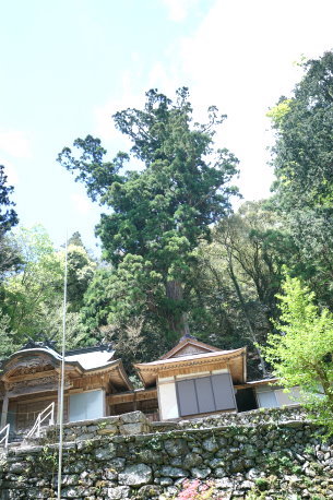 日浦熊野神社の杉