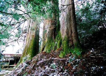 新宮神社の三本杉 No1