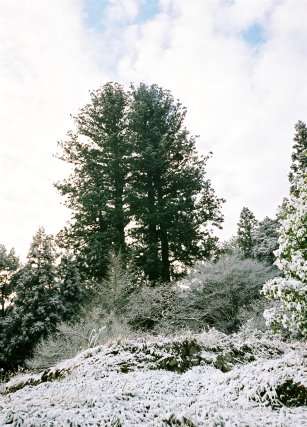 新宮神社の三本杉 No1