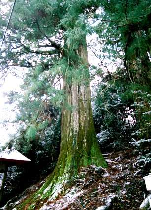 新宮神社の三本杉 No2
