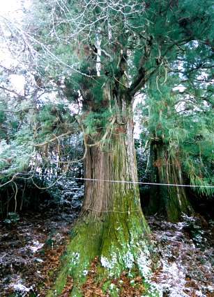 新宮神社の三本杉 No2