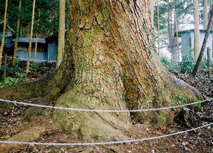 白山神社のモミ