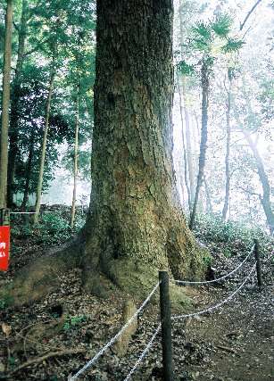 白山神社のモミ