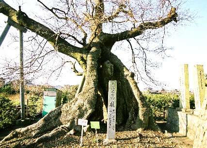 土田之木のエノキ