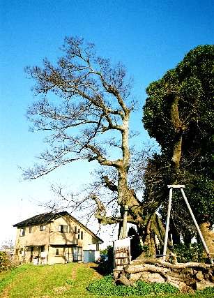 土田之木のエノキ