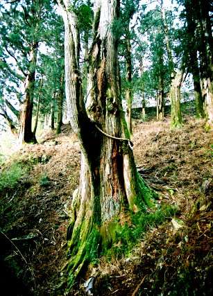 玉置神社の大杉