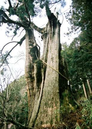 玉置神社の常立杉