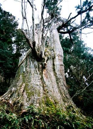 玉置神社の常立杉