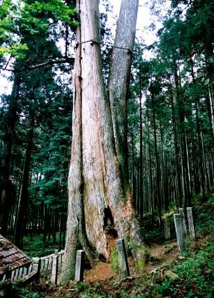 青玉神社の大スギ