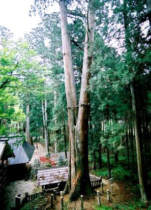 青玉神社の大スギ