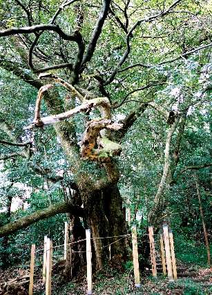 佐世神社のシイの木