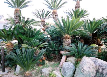 鹿川の大ソテツ