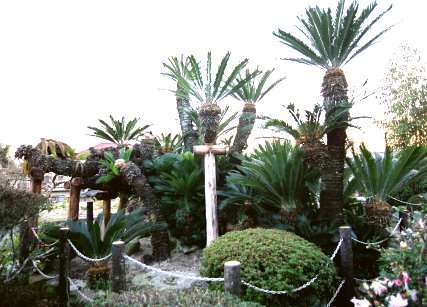 鹿川の大ソテツ