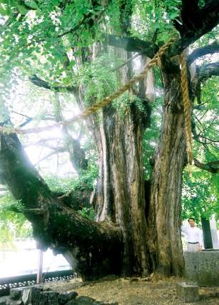 佐用の大イチョウ