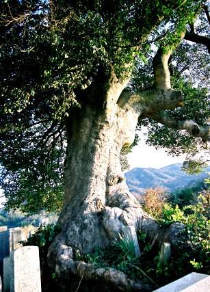 大原のクロガネモチ