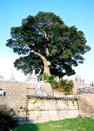 大原のクロガネモチ