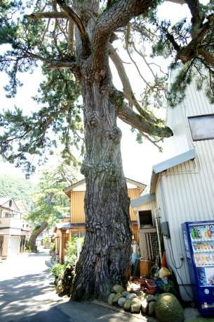 訓谷のクロマツ No1