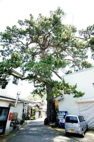 訓谷のクロマツ No1