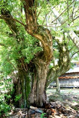 三柱神社のアカメヤナギ