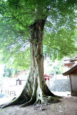 安川神社のムクノキ