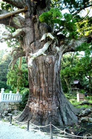 玉若酢命神社の八百杉