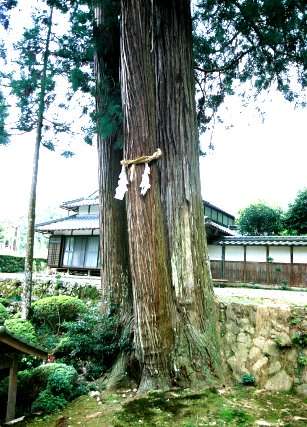 新井神社の三本杉