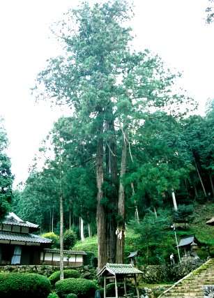 新井神社の三本杉