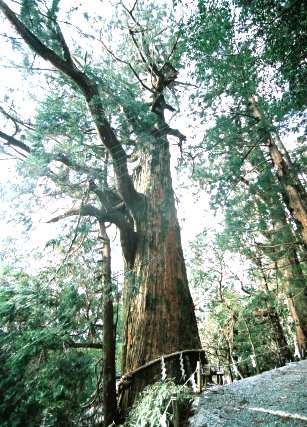 玉置神社の磐余杉
