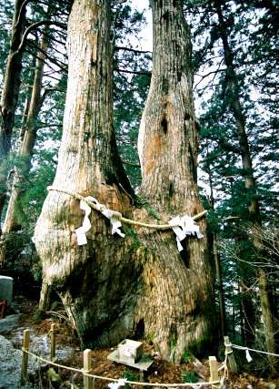玉置神社の夫婦杉