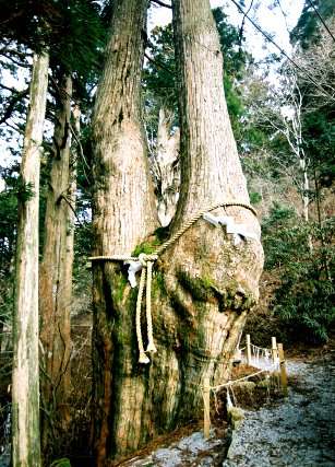 玉置神社の夫婦杉