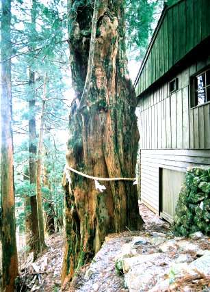 玉置神社の浦杉