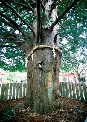 熊野速玉大社のナギ