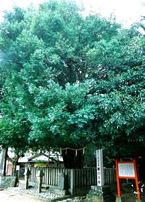 熊野速玉大社のナギ