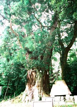 高岡神社の大杉