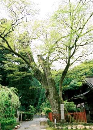 延応寺の大ケヤキ